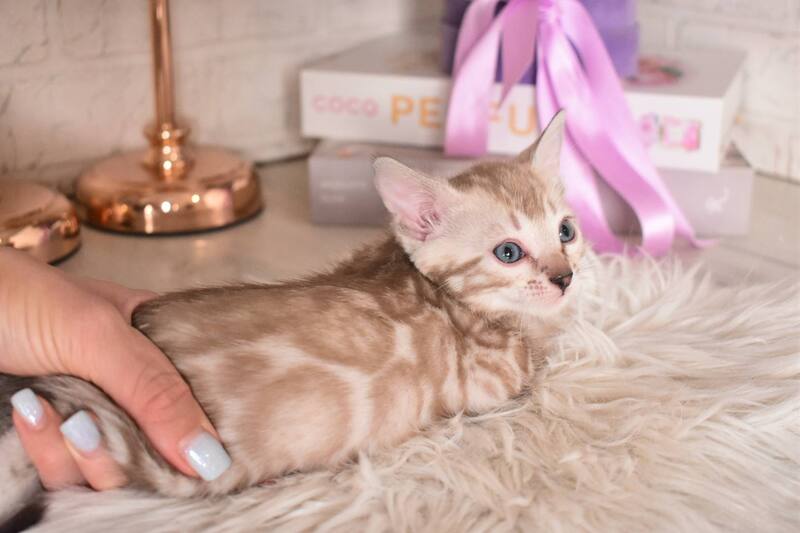 Kisa Bengal female snow mink - live animals