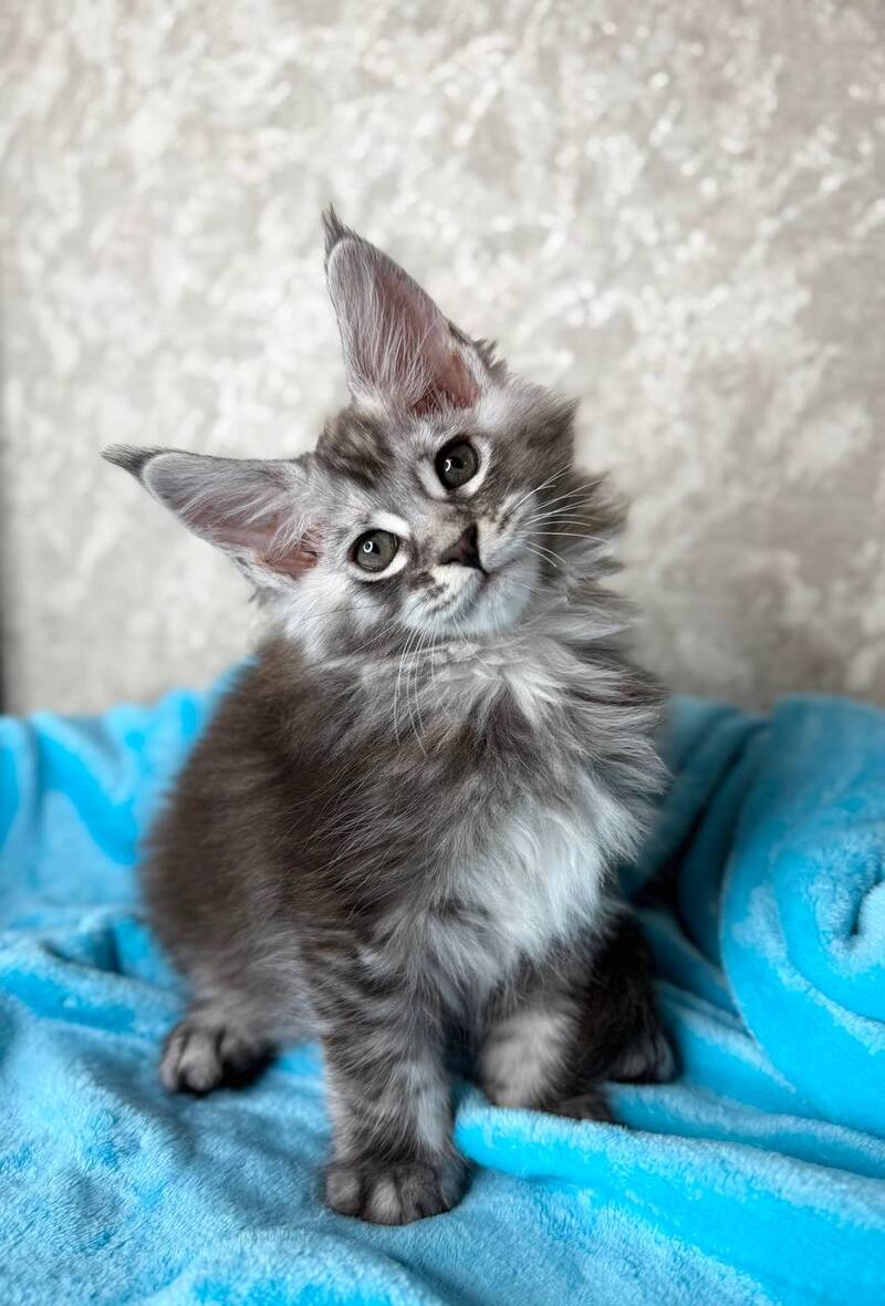 Zlata Maine Coon female, black silver ticked tabby