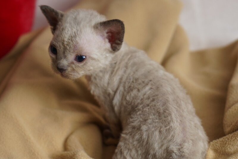 Nona Devon Rex female chocolate pointed - live animals