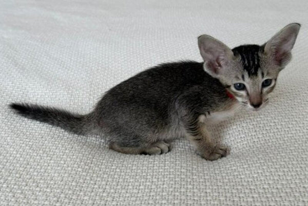 Aveline Oriental Shorthair female black ticked tabby - live animals