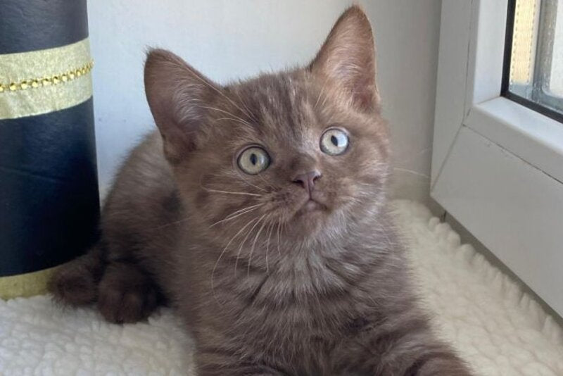Jem British Shorthair male, chocolate