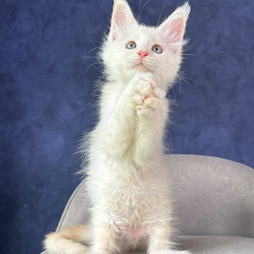 Taivar Maine Coon male, red silver shaded