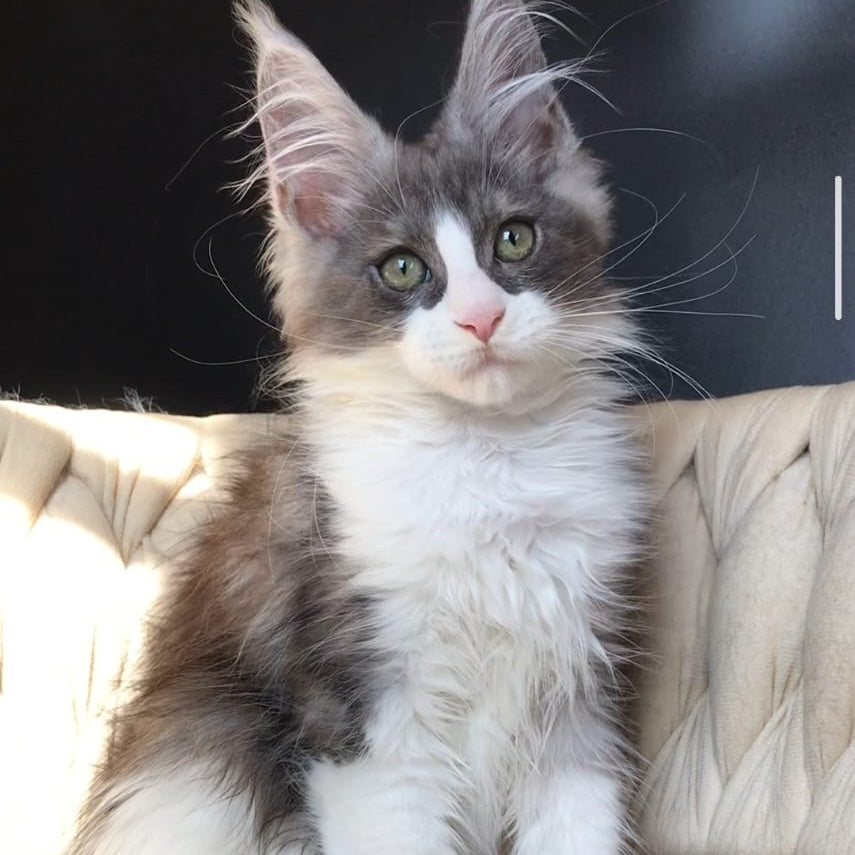 Craft Maine Coon male, black silver bicolour