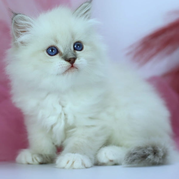 Hennessy Siberian male, blue with white tabby pointed