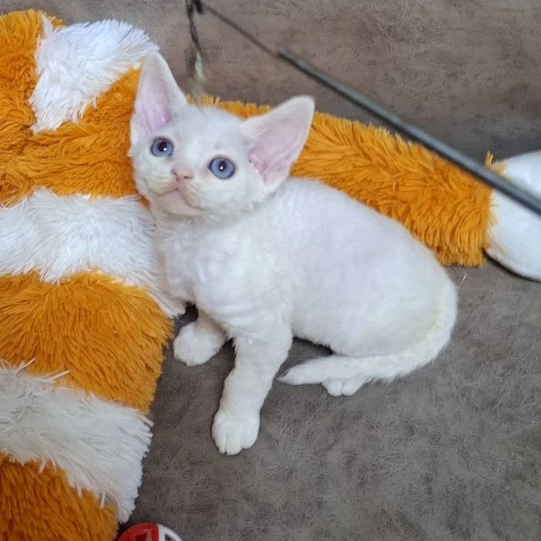 Fabio Devon Rex male, white