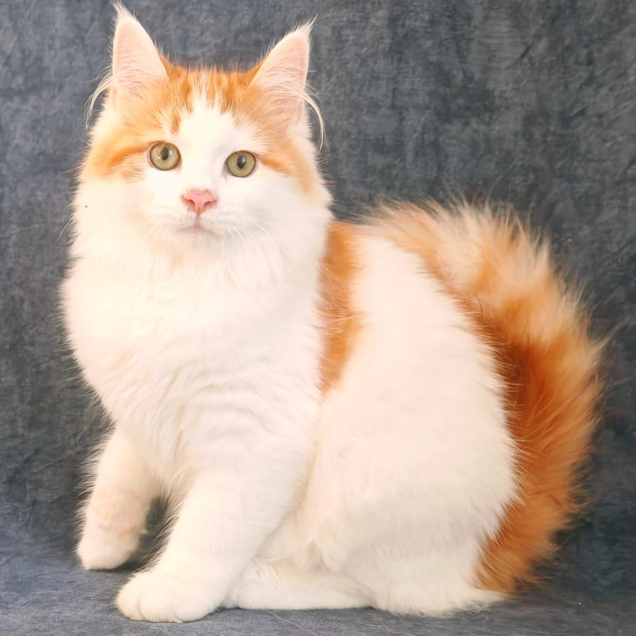 Ponchik Siberian male, red harlequin spotted tabby
