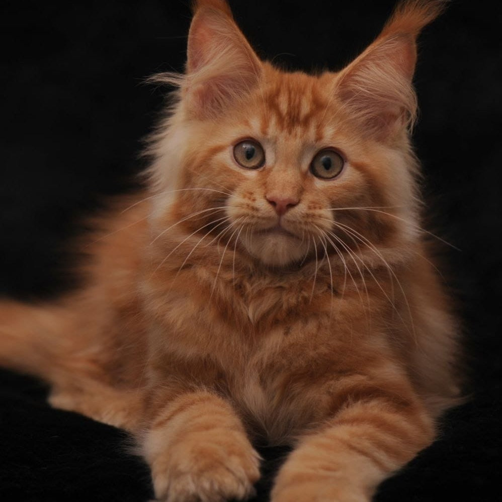 Rakel Maine Coon female, red
