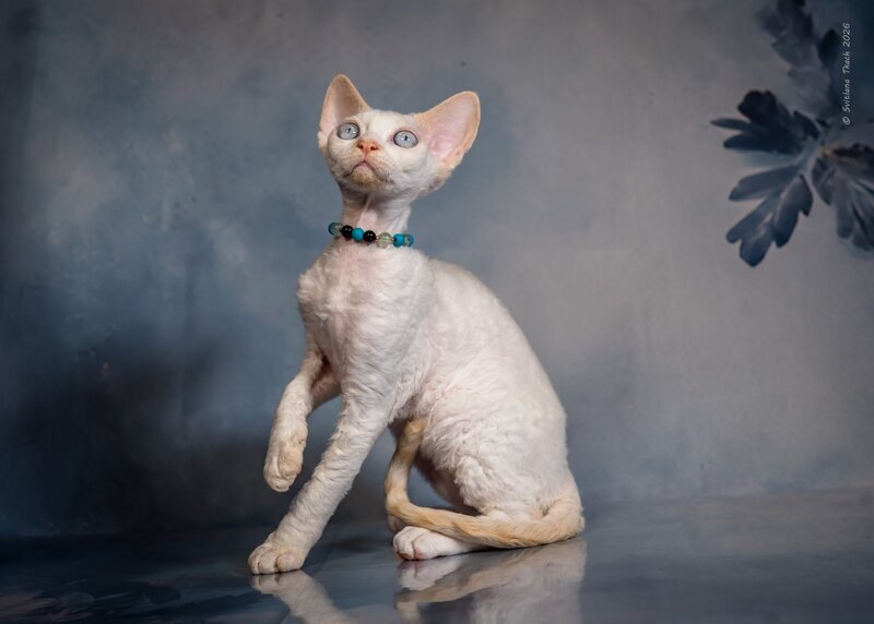 Ice Cream Devon Rex male red pointed - live animals