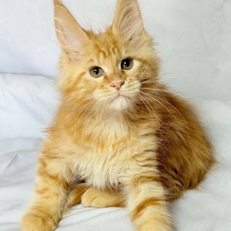 Luthor Maine Coon male, red tabby