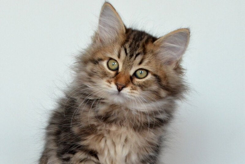 Sophia Siberian female, black tabby