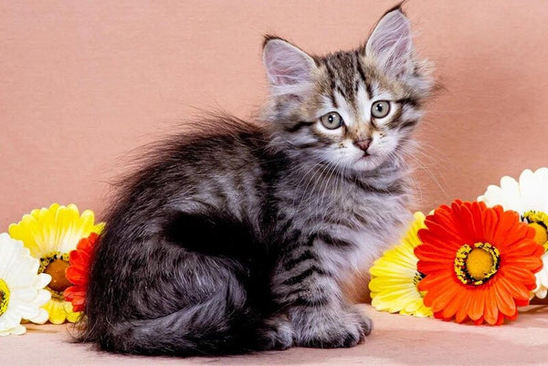 Darvin Siberian male black spotted tabby - live animals