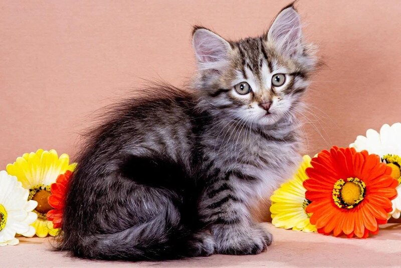 Darvin Siberian male black spotted tabby - live animals