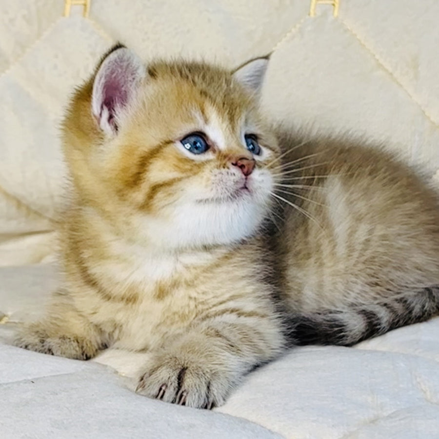Grant British Shorthair male, chocolate golden spotted tabby