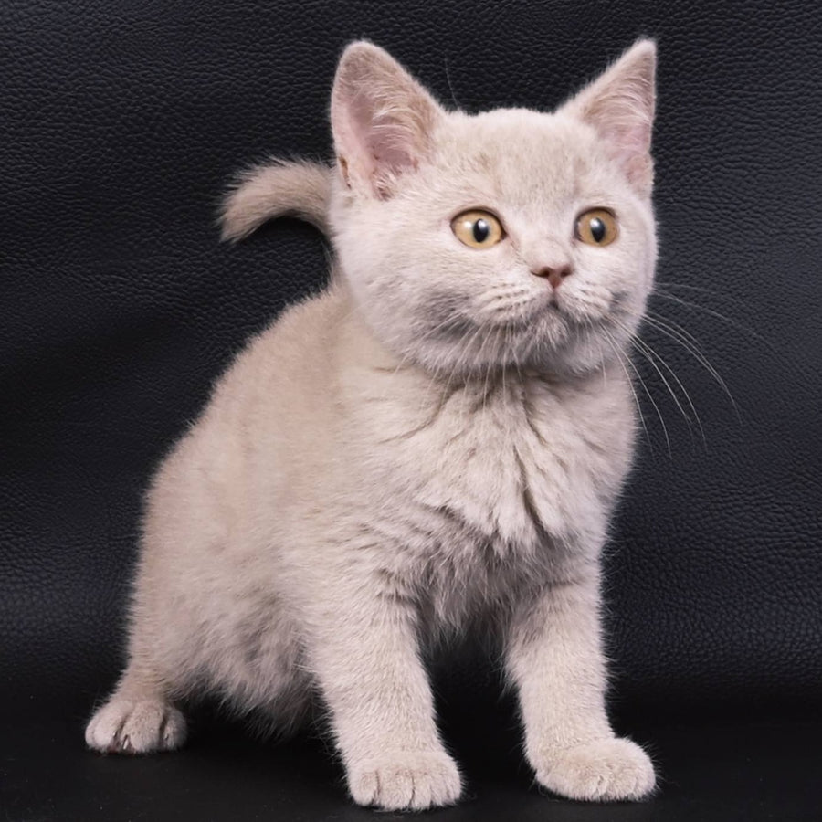 Nikki British Shorthair female, fawn