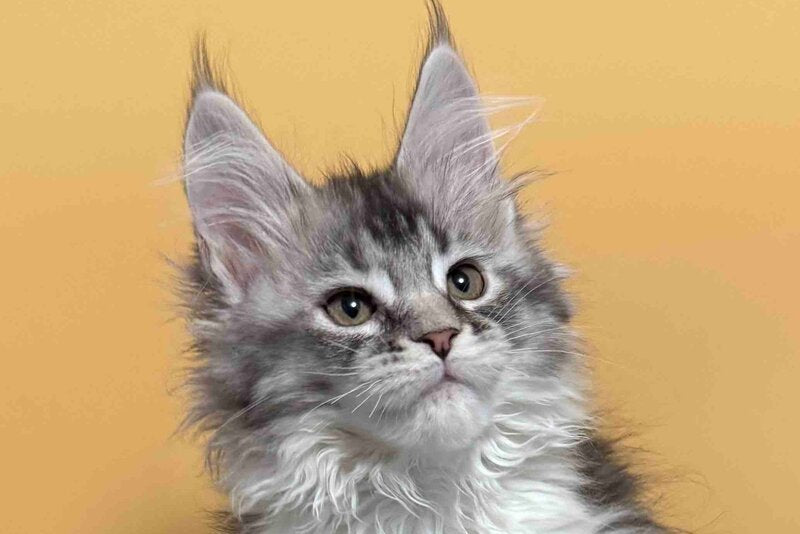 Jasmine Maine Coon female black silver ticked tabby live animals