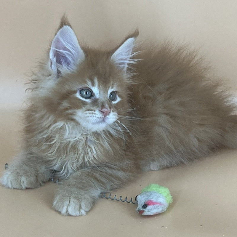 Brian Maine Coon male, red tabby