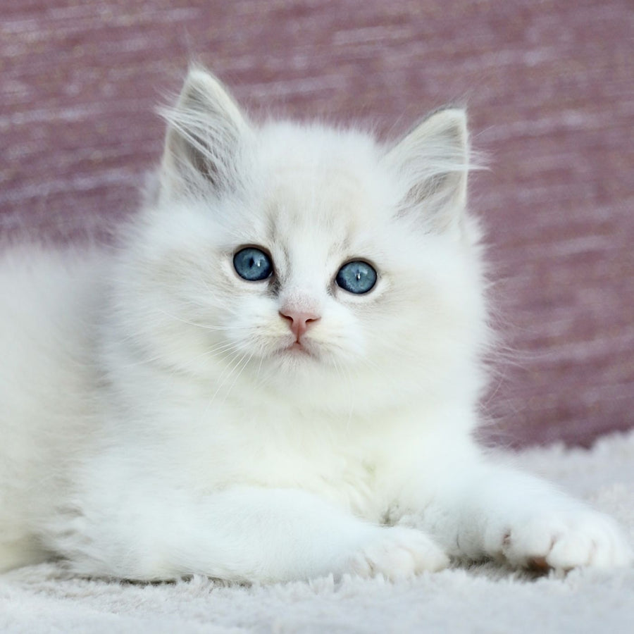 Lenox Ragdoll male, blue bicolour tabby
