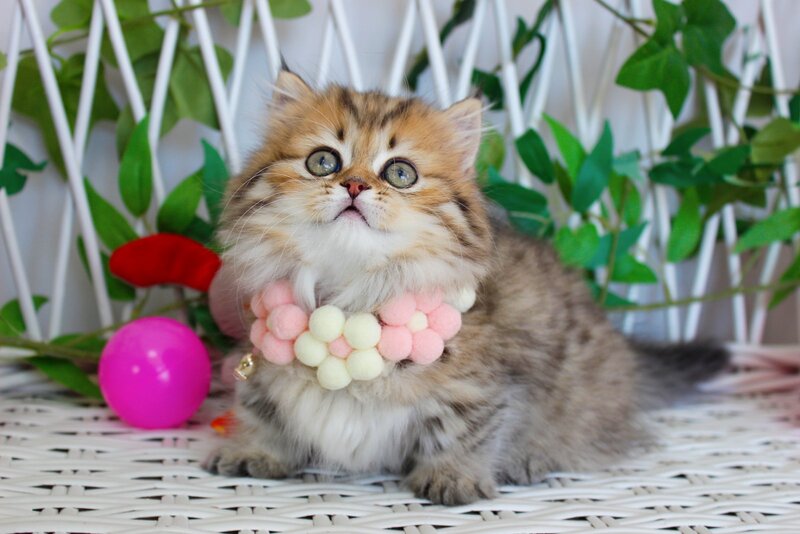 Fiona Munchkin female, chocolate golden spotted tabby
