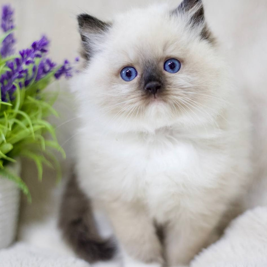 Kingston Ragdoll male, black mitted