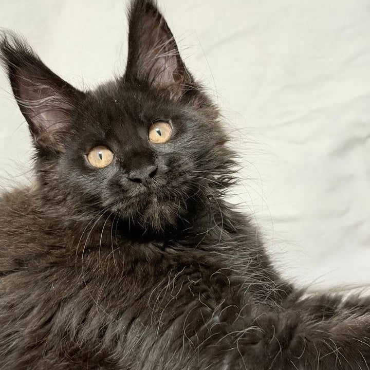 Galaxy Maine Coon female, black with white