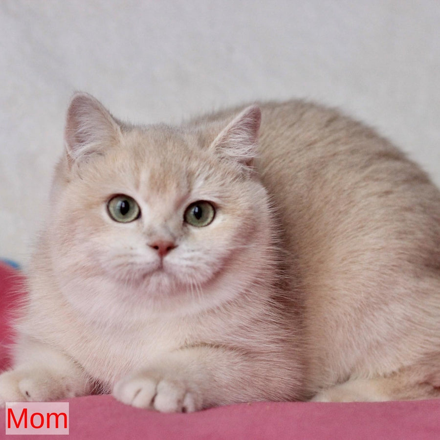 Xena British Shorthair female, blue golden chinchilla