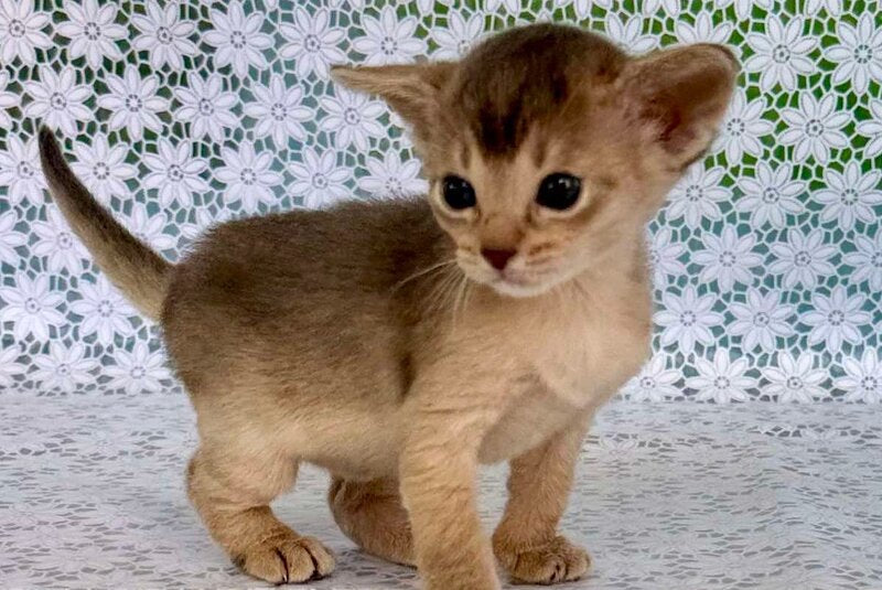 Zhasmin Abyssinian female blue - live animals