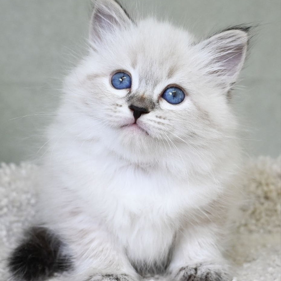 Kassey Siberian male, black tabby pointed