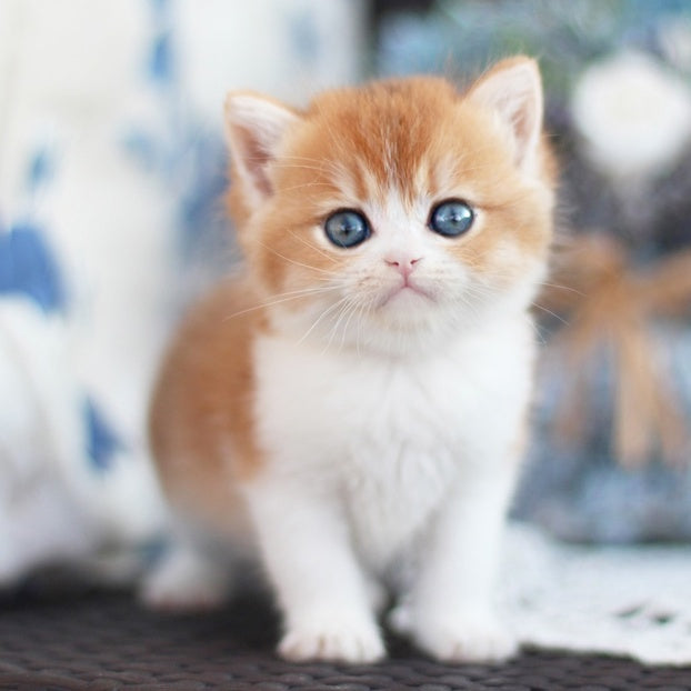 Filipp British Shorthair male, blue golden chinchilla