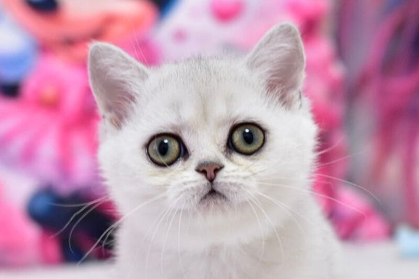 Annabelle British Shorthair female black silver shaded - live animals