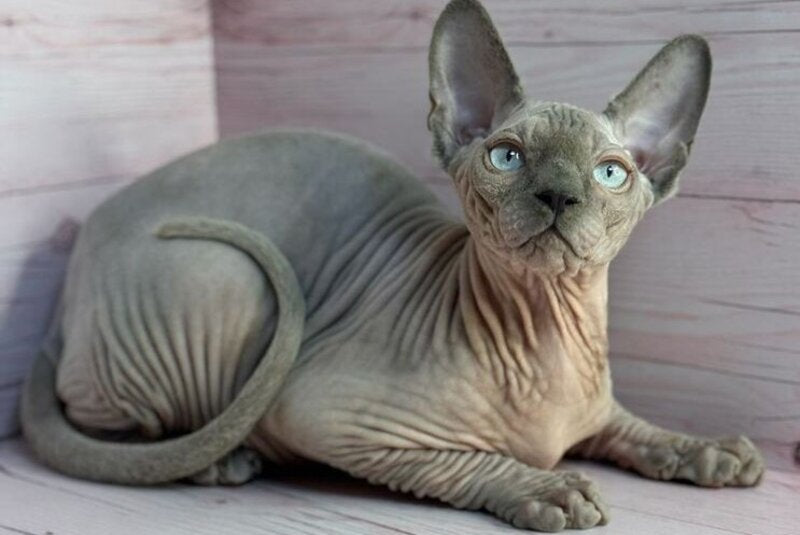 Aslan Canadian Sphynx male, blue pointed