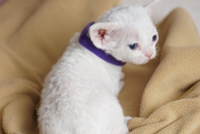 Naitiri Devon Rex female white - live animals