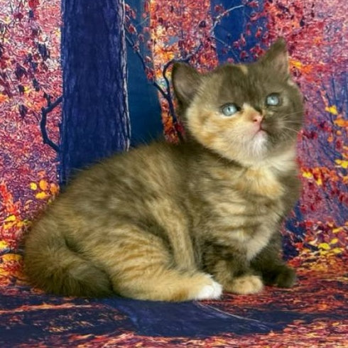 Jane Munchkin female, chocolate tortie bicolour