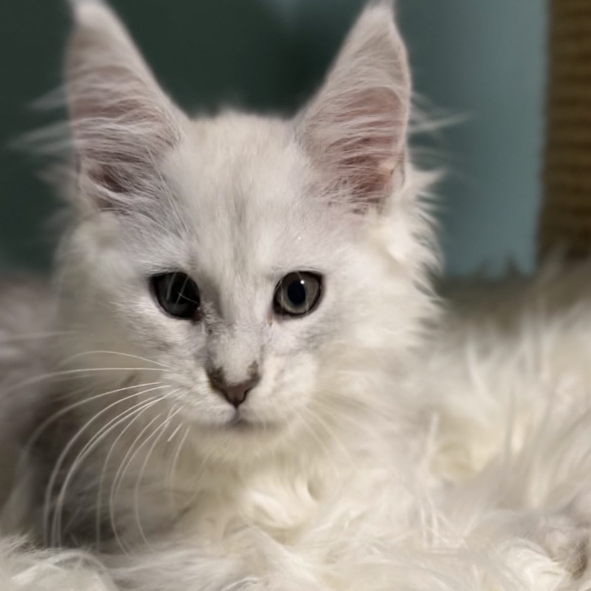 Gotham Maine Coon male, blue silver shaded
