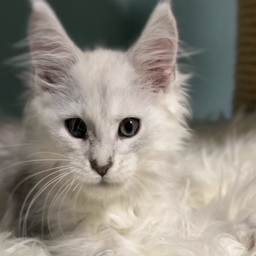 Gotham Maine Coon male, blue silver shaded