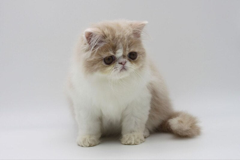 Prokop Persian male, cream bicolour