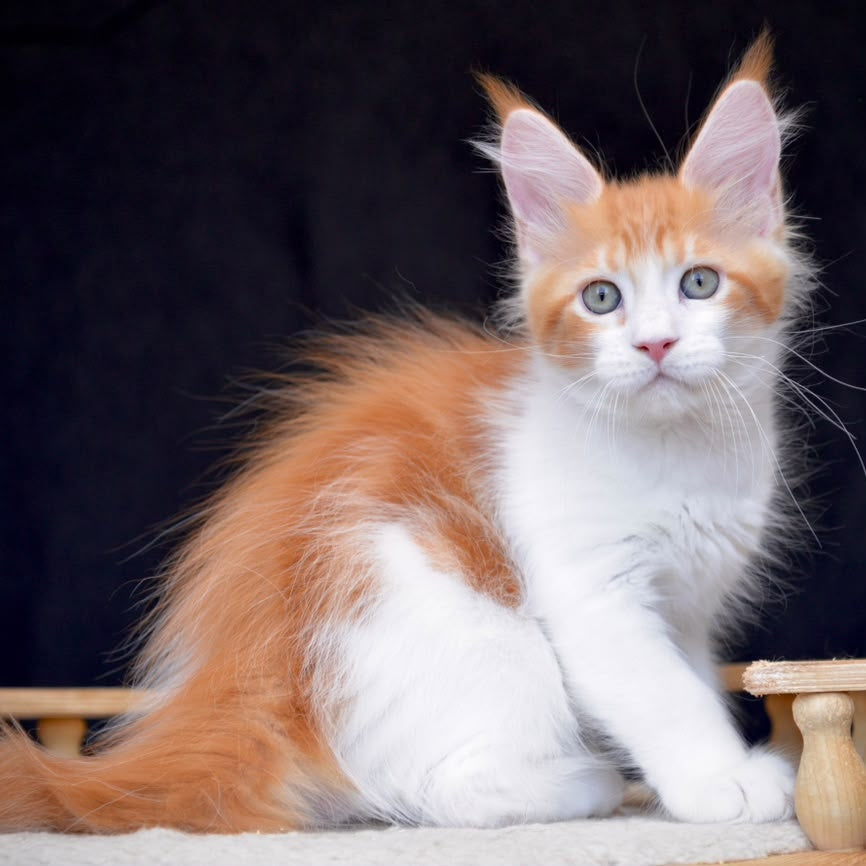 Zephyr Maine Coon male, red bicolour tabby