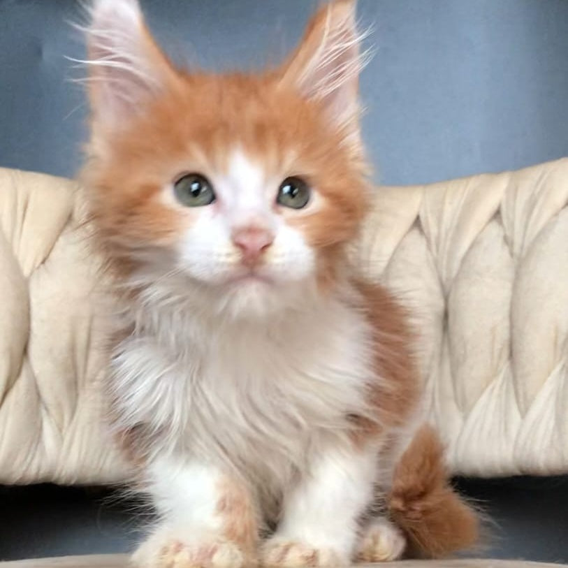Amos Maine Coon male, red bicolour
