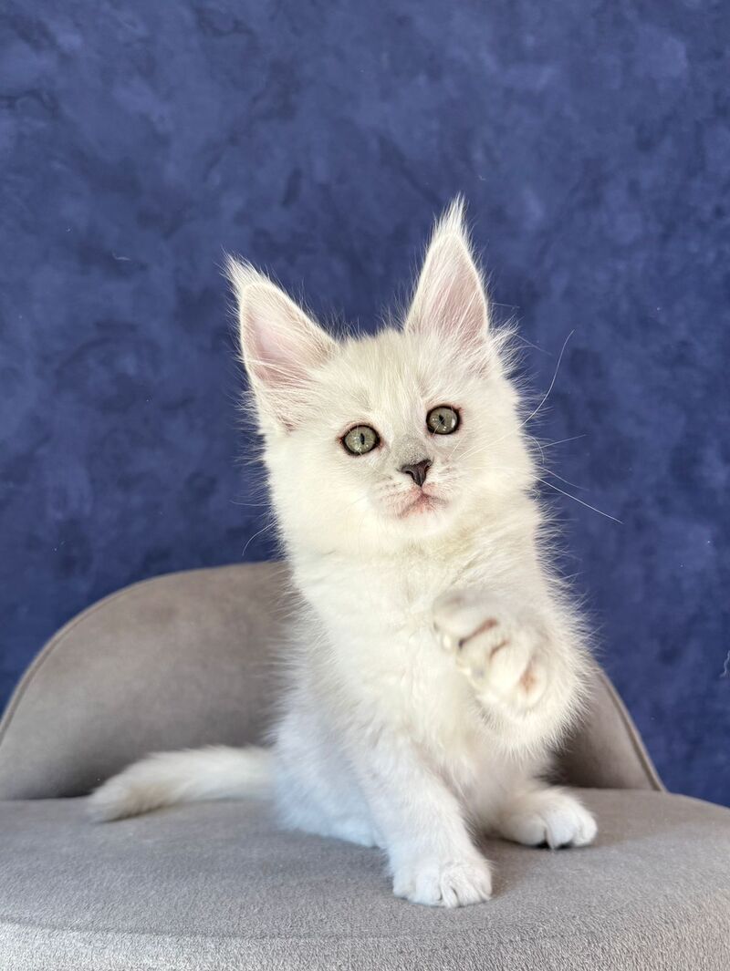 Zabawa Maine Coon female black silver shaded - live animals