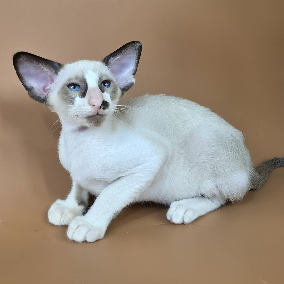 Ivory Siamese female, black bicolour