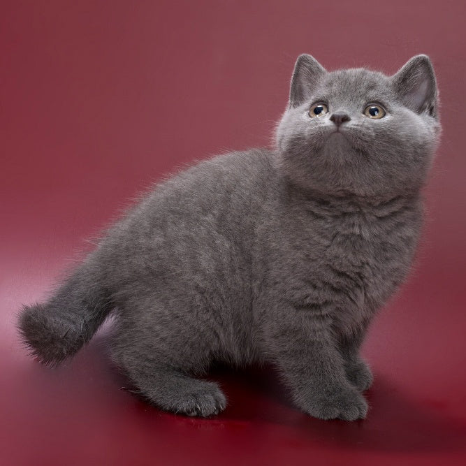 Pippin British Shorthair male, blue