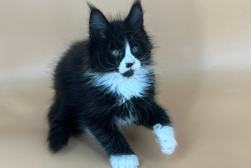 Bred Maine Coon male, black bicolour