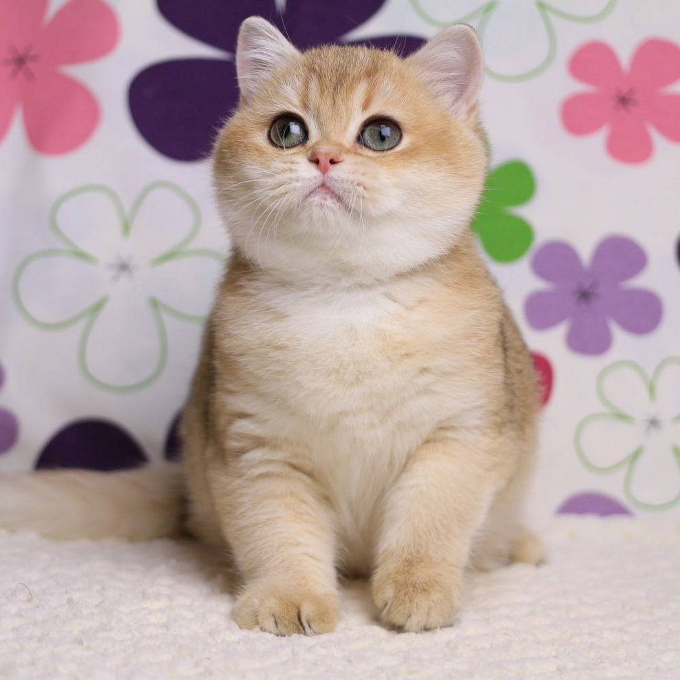 Taya British Shorthair female, black golden shaded