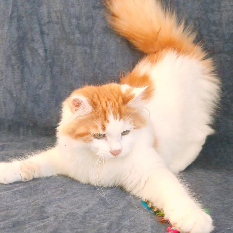 Ponchik Siberian male, red harlequin spotted tabby