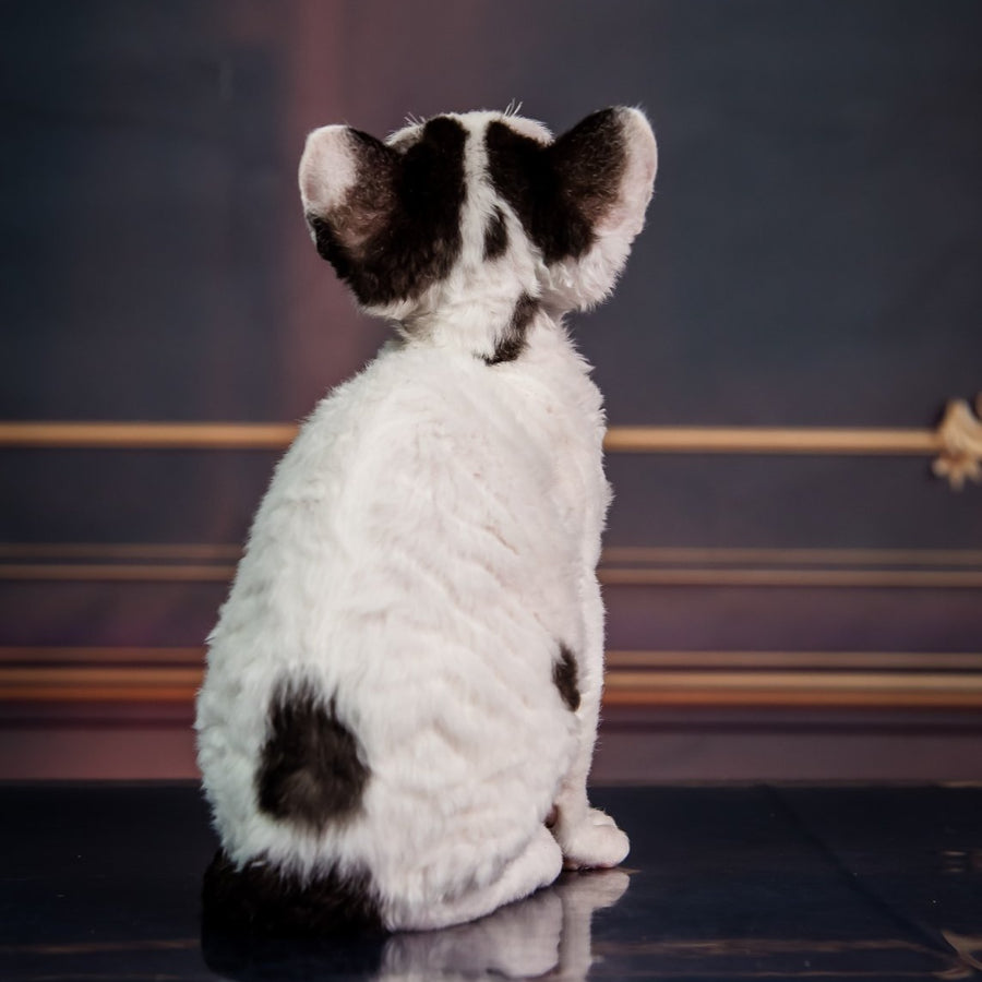 Kiki Devon Rex female, black harlequin