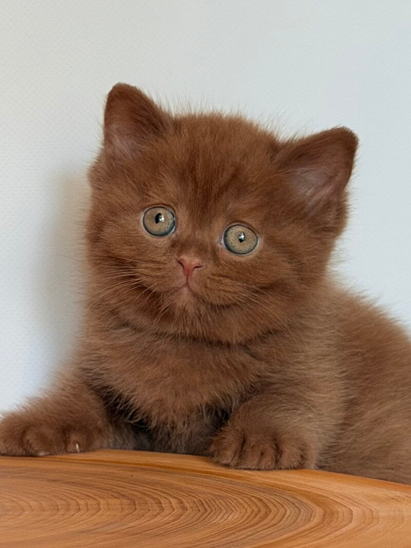 Fudge British Shorthair male, cinnamon