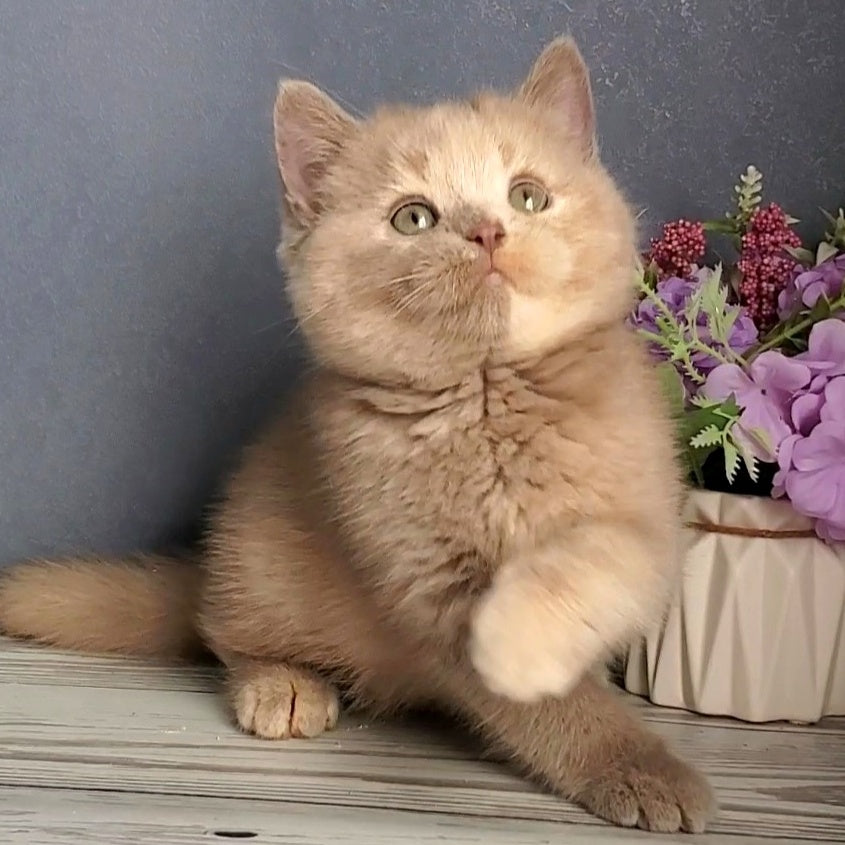 Daisy British Shorthair female, lilac tortie