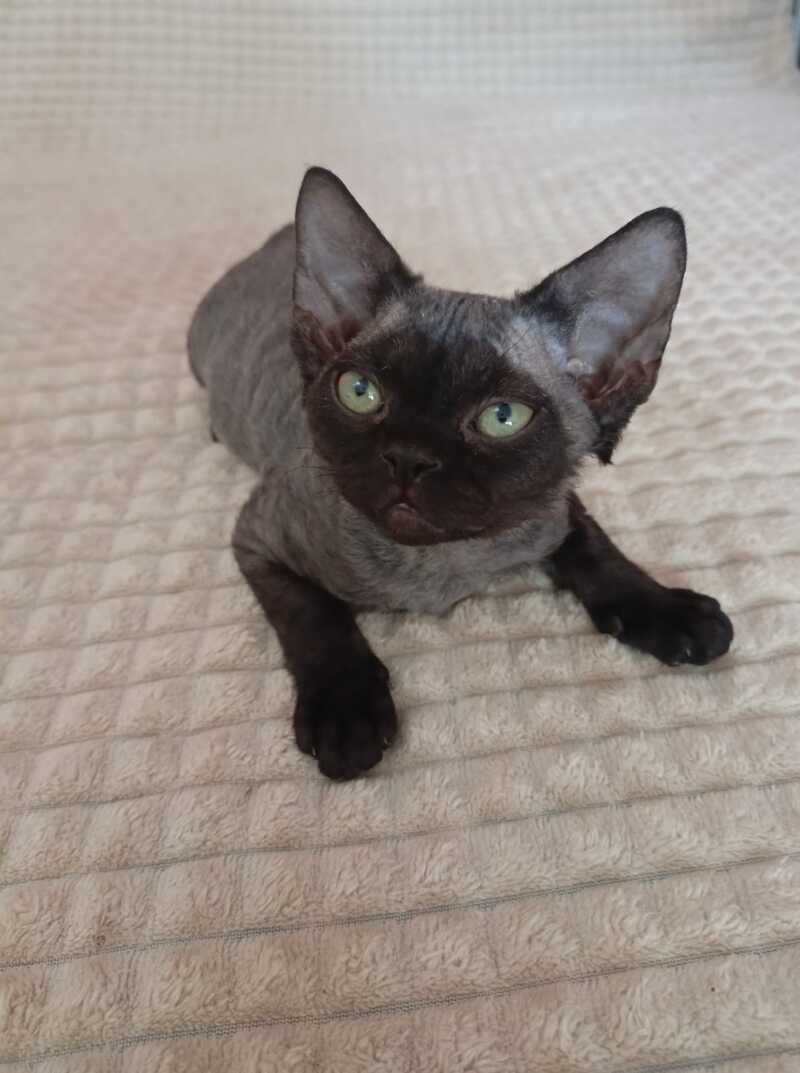 Jinnah Devon Rex female, black