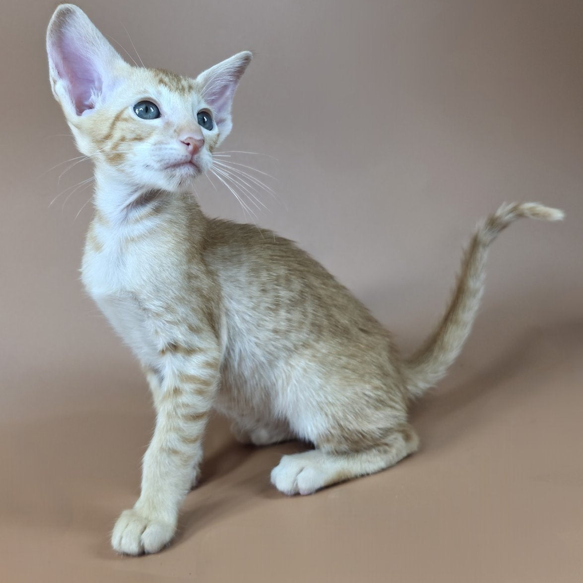 Kovu Oriental Shorthair male, red spotted tabby