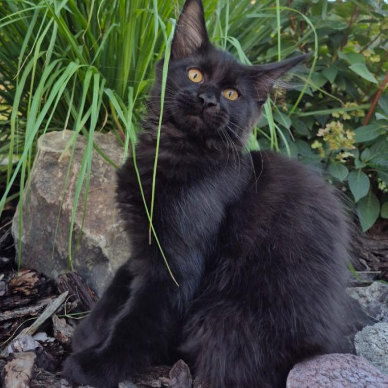 Kimberlite Maine Coon female, black