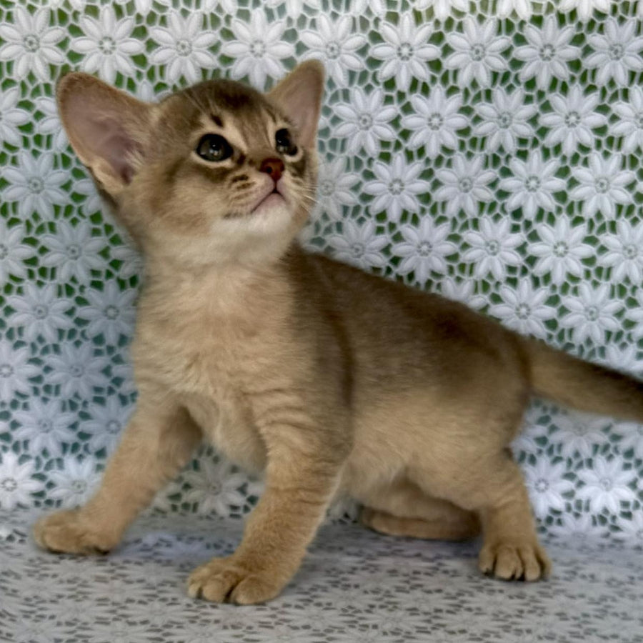 Hiron Abyssinian male, blue